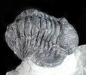 Bargain, Gerastos Trilobite Fossil - Morocco #57631-1